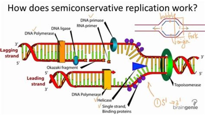 10.2.2 Semiconservative Replication YouTube