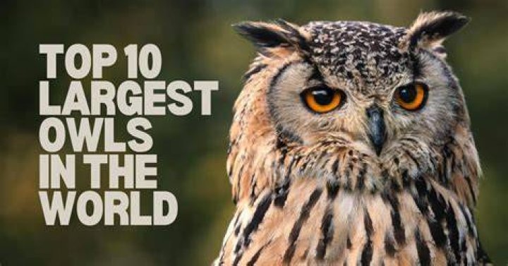 10 Largest Owls in the World