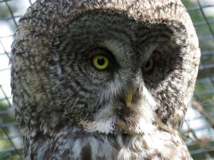 5 Largest Owls in the World Pet Keen