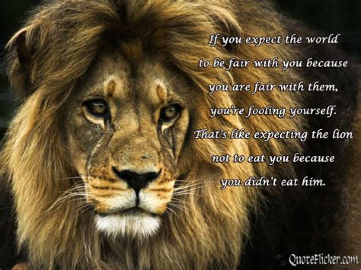 61 Best Lion Quotes and Sayings &raquo; QuoteSove