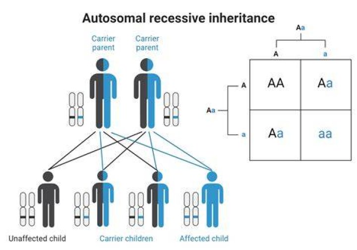 Autosomal recessive inheritance pattern & autosomal recessive diseases