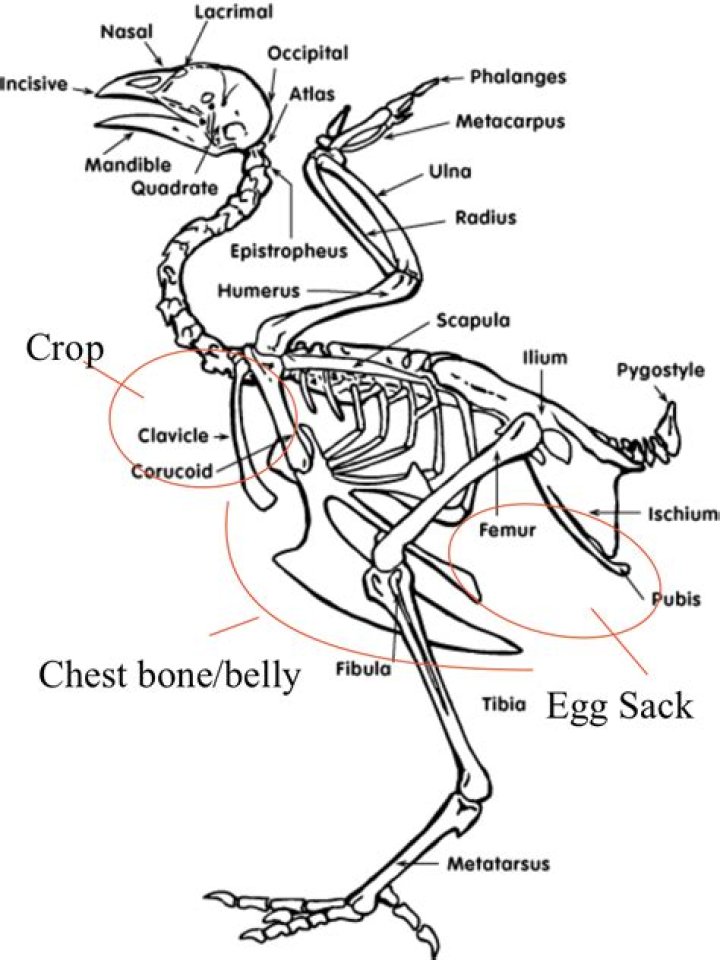 Chicken anatomy, Skeleton anatomy, Anatomy bones