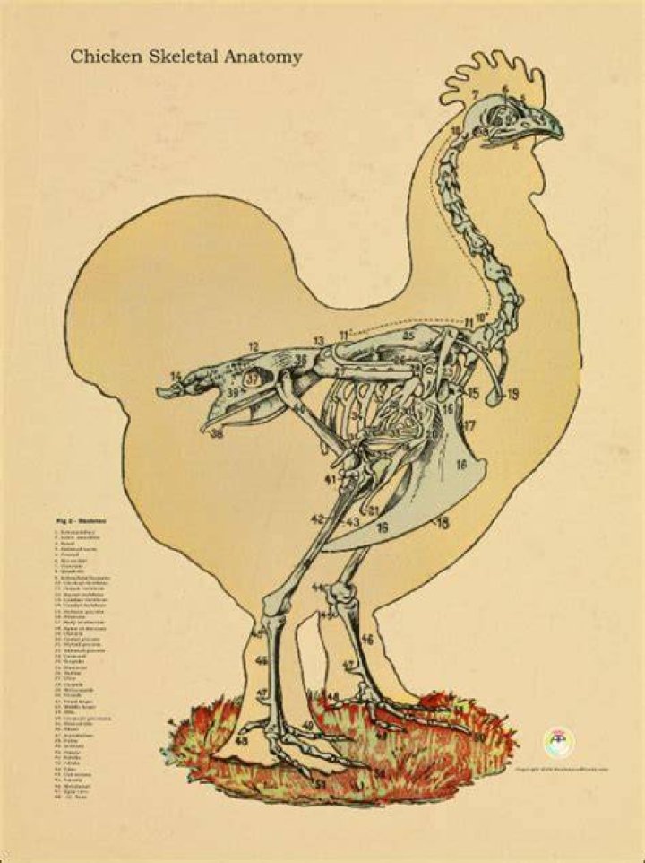 Chicken Skeletal Anatomical Chart