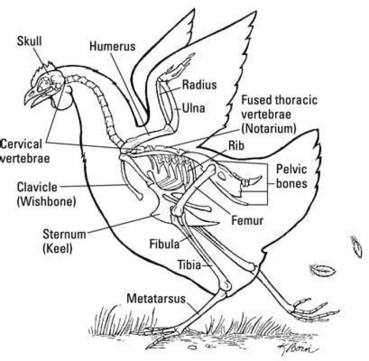 Chicken Skeletal Anatomy