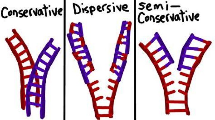 Conservation of Material &mdash; DNA Replication Expii