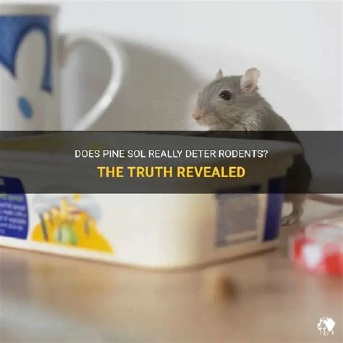 Does Pine-Sol Really Deter Mice?