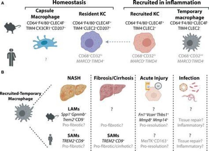 Frontiers Hepatic Macrophage Responses in Inflammation, a Function of