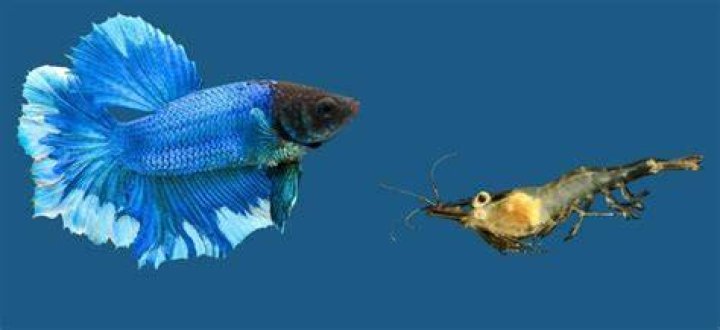Ghost Shrimp And Betta Coexistence & FAQs Hepper