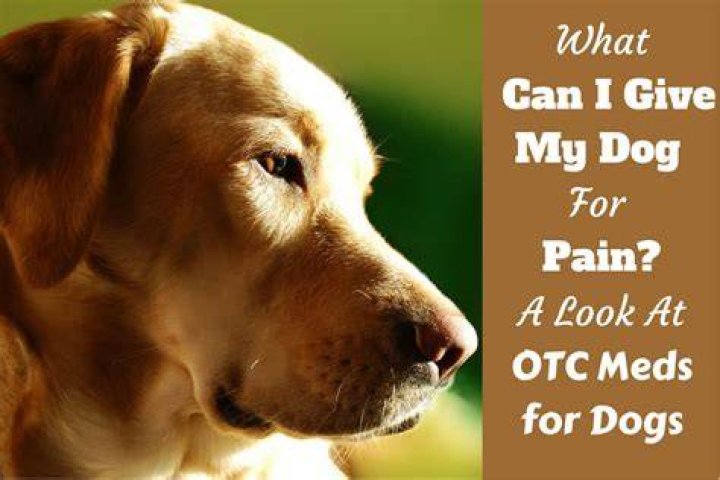 I Can Give My Dog a Bath Read and Sequence Literacy Activity Early