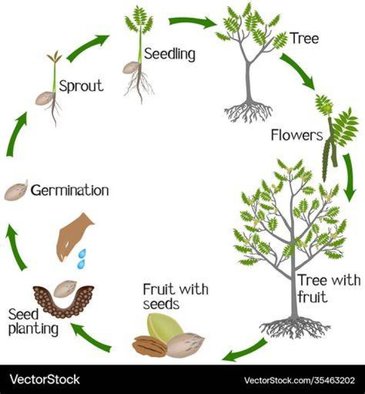 Pecan Tree Life Cycle