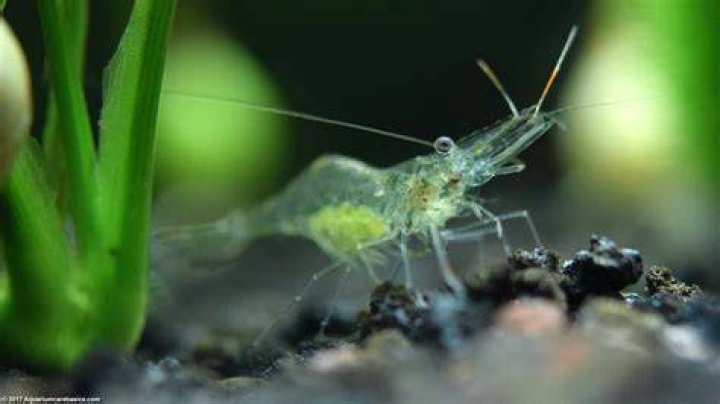 The Best Ghost Shrimp Care Guide How to Care for Ghost Shrimp