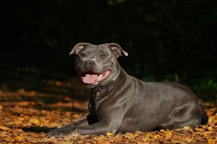 Uncover The Enigmatic World Of The Blue Staffy: A Comprehensive Guide