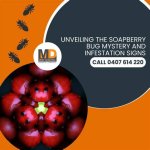 Unveiling the Mystery of the Fake Bug Filter