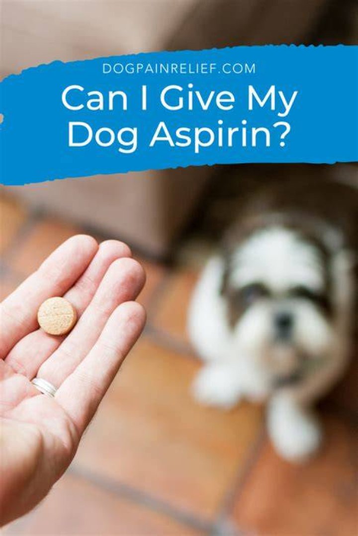 What Can I Give My Dog For Constipation? Tips And Tricks To Ease
