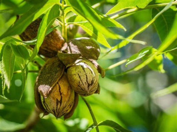 Will Pecans Grow From Cuttings Taking Cuttings From Pecan Trees