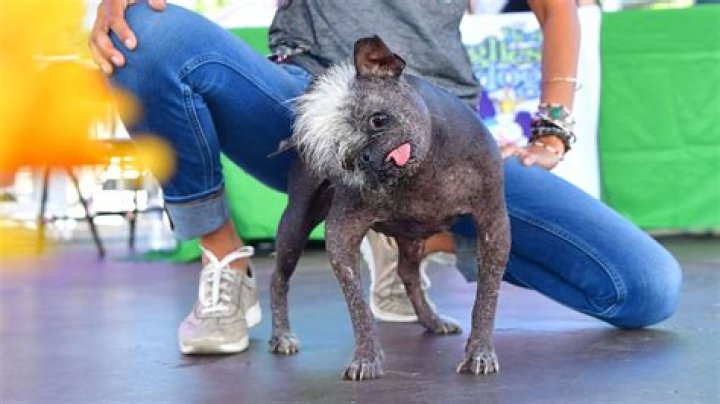World&rsquo;s Ugliest Dog Mr. Happy Face, a Chihuahua Mix With a Mohawk